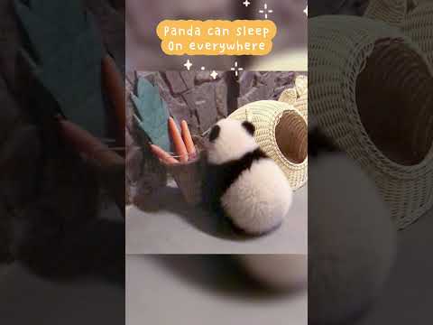 パンダはどこでも眠ることができます
Panda can sleep on everywhere