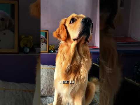 Best dog transition video ever