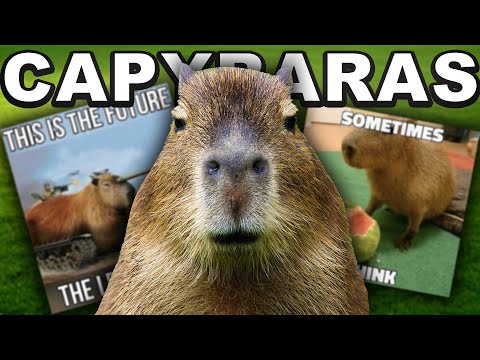 The TRUTH About Capybaras