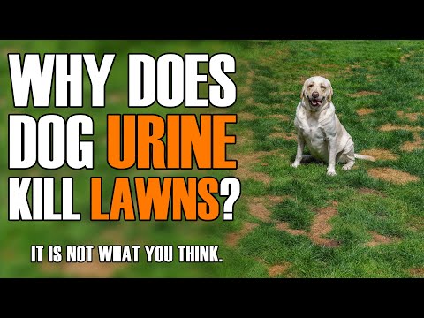 Why Does Dog Urine Kill Lawns?