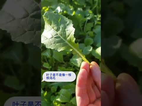 鸡毛菜🍃就是青菜白菜🌱的Baby 👶