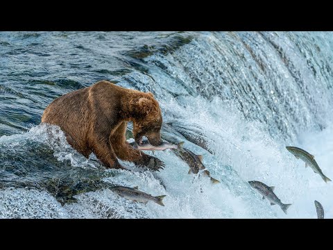 Brooks Camp/Brooks Falls - Katmai National Park