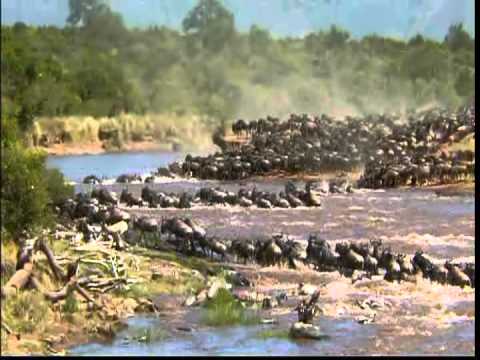 The Great Migration of the Animal's in Serengeti 480P