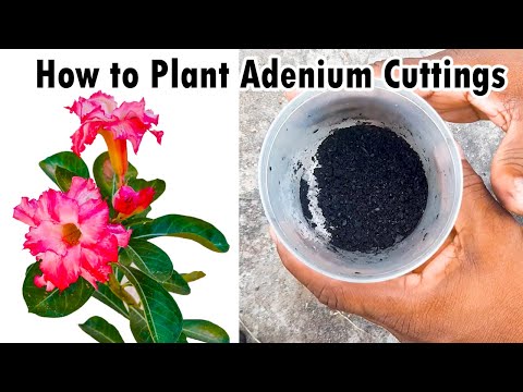 How to plant Adenium Cuttings / Learn Gardening