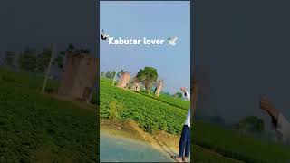 Kabutar lover#kabootar #kabutarstatus #bombaytopunjab #kabutar #kabutarstatus