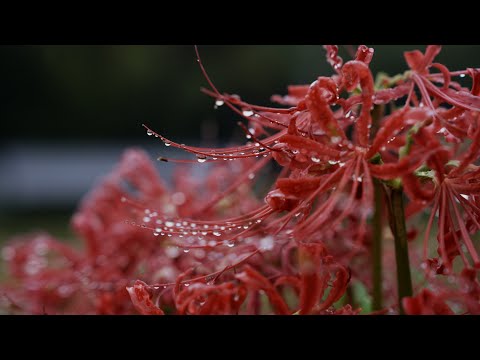 clean_山に降る雨　枌所西・白鬚神社周辺 | 香川県 綾川町 | Cinematic Video | SONY FX3