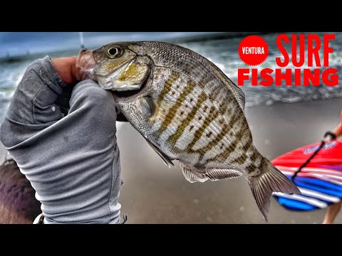 Surf Fishing at the Ventura Harbor-Walleye & Barred Surfperch