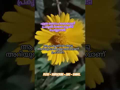 "പ്രകൃതിയേപ്പോലെ ഒരു എഞ്ചനിയർ ഉണ്ടോ? #song #cover #music #hindisong #hindi