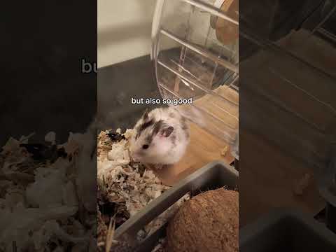 My Hamster tries Cauliflower for the First Time! 🐹🥦 #hamster #cute #food #tastetest