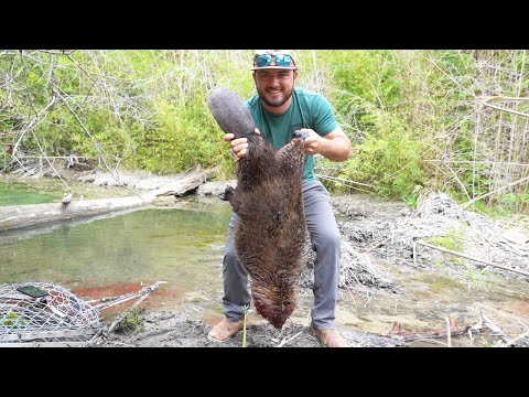 GIANT Beaver Caught in Trap (Catch Clean Cook) Best Meat EVER?