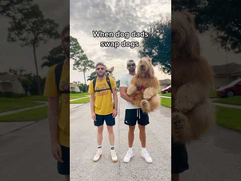 Life with a Big Dog vs Small Dog! #dogdad #dogbackpack #goldendoodle #corgi