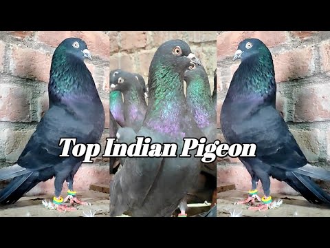 High Flying Indian Zakh Pigeons ! भारत के मशहूर काले कबुतर  9354396332 Arshad idrisi pigeon