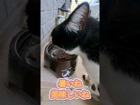 【地域猫39】地域猫ちゃんの息子、本能はわかるけど、もう勘弁して～可哀想だよ🐦#shorts #地域猫#cat