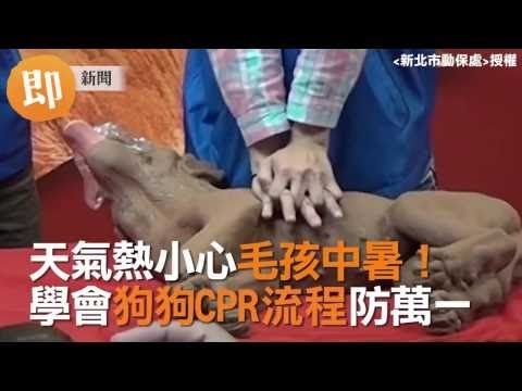 天氣熱小心毛孩中暑！學會狗狗CPR流程防萬一！飼主必看！