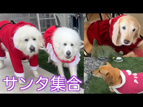 クリスマス本番に向けてDagにサンタが集まりました