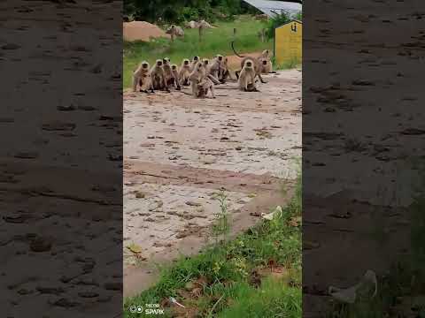 Angry Langoor !! #wildlife #monkey #nature #animals #animal #shortvideo #cgbest