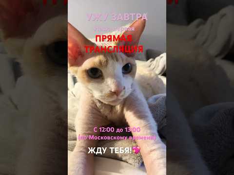 Прийдёшь?) #подпишись #рекомендации #shortvideo #ileocat #subscribe #котики #трансляция #эфир #жду