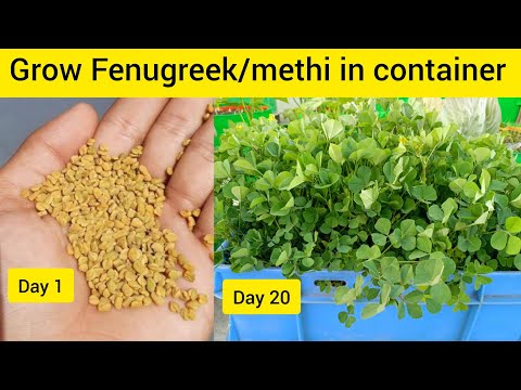 How to grow Fenugreek/methi in a container at home #methi #terracegarden