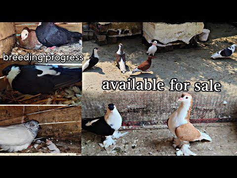 Fancy Pigeon Breeding Progress 🥰 || sale fancy And Desi pigeon in Darbhanga Bihar 🕊️