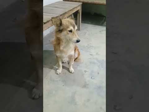 #short #shortvideo #newfunnyvideo #dikkibaatDogs and cat #kabaddi