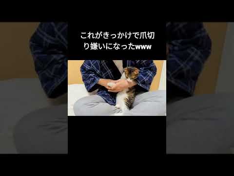 抱っこしてくれると思っていたら爪切りだと気付きドン引きする子猫 #shorts