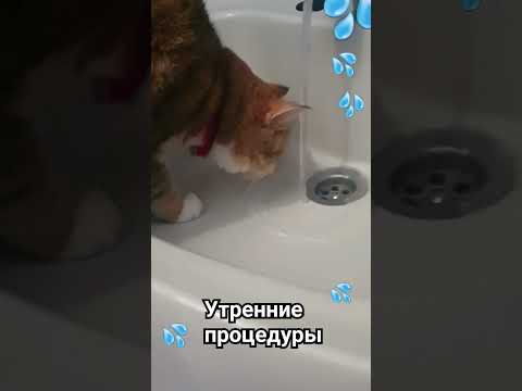 Умывашки #забавныеживотные #любимыепитомцы #котики #позитив