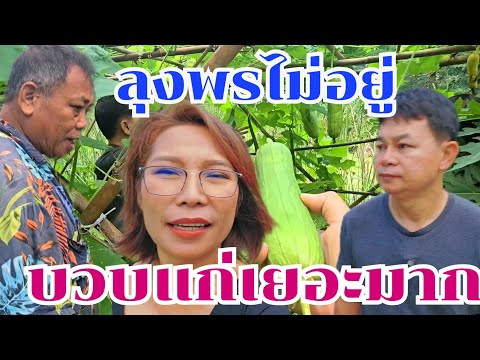 บวบแก่รอ ลุงพรไม่อยู่ 2สัปดาห์ #บ้านสวนกำภูEp1155