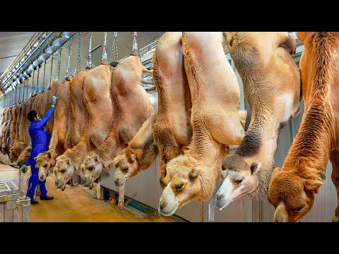 How Millions Camels Raised For Meat, Milk in the Desert - Camel Automatic Milking Technology