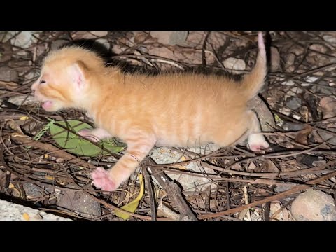 刚出生几天的小奶猫落在林子里，不停的喵喵叫，等待妈妈回来找它