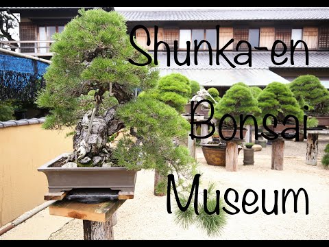 Shunka-en Bonsai Museum, by Kunio Kobayashi (Part 3) 2021 September.