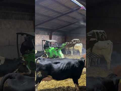 Farm Cows #shorts #fyp #cow #feeding #milking #hoofing