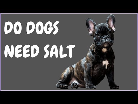 Do Dogs Need Salt