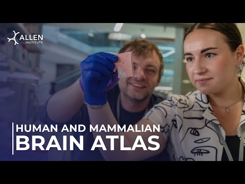 Mapping the human brain - cell by cell. | Human and Mammalian Brain Atlas