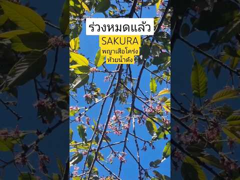 ร่วงหมดแล้ว ซากุระเมืองไทย(Sakura) ณ ห้วยน้ำดัง แม่ฮ่องสอน #shorts #thailand #travel #yt