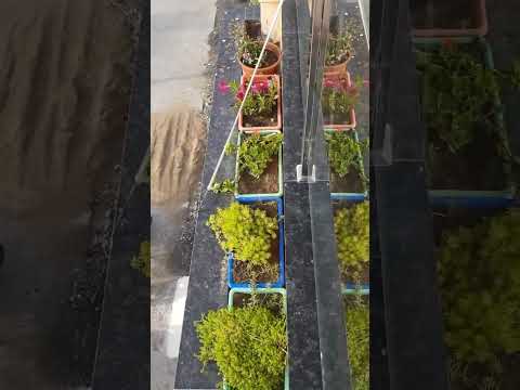 beautiful plants  #viral  #shorts