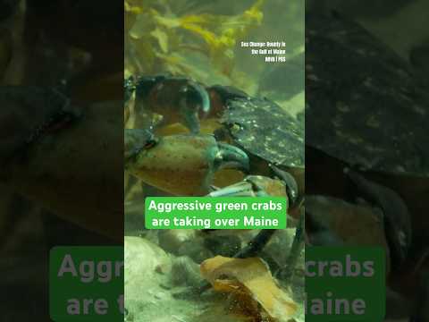 Aggressive green crabs are taking over Maine #shorts #invasivespecies #crabs