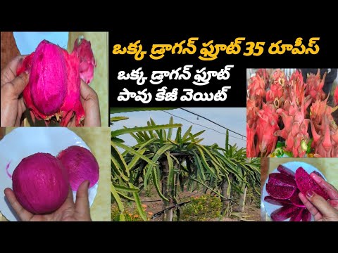 పింక్ కలర్ లో ఉన్న డ్రాగన్ ఫ్రూట్ చాలా టేస్ట్ గా  ఫస్ట్ టైం తోట కెళ్ళి చెట్టు మీద పండిన Dragon Fruit