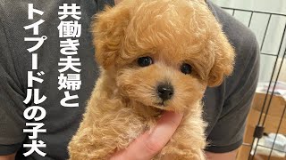 共働き夫婦がトイプードルの子犬を迎えてからの2年間