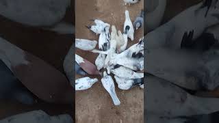 Pura #pigeonbir #ytshorts #shorts #trendingshorts #pigeon #pigeonfan #reels #nature #birds