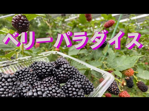 ベリーパラダイスでベリー摘み　「生きるを楽しむ」　Cocoroa通信その150