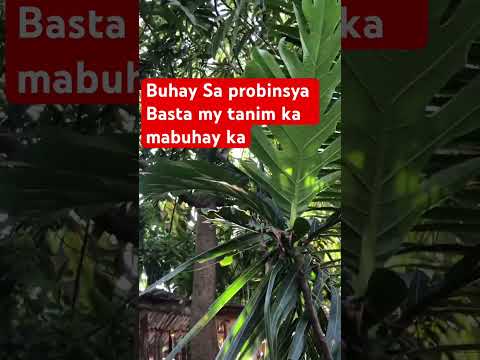 Buhay province #shortsvideo #travel