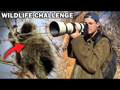 WILDLIFE PHOTO CHALLENGE: What Animals Can I Find in an EMPTY FOREST?