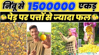 कुम्भकाट नींबू से 15 लाख प्रति एकड़ || Kumbhkat nimbu ki kheti || Kumbhkat Lemon Farming in india