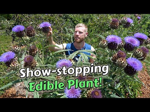 Unlocking the Secrets of Cardoon - A Must-Grow Edible for Your Garden