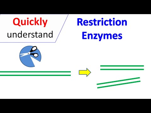 Restriction Enzymes