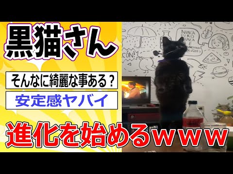 【2ch動物スレ】猫さん二足歩行に進化ｗｗｗ #2ch面白いスレ #2ch動物スレ