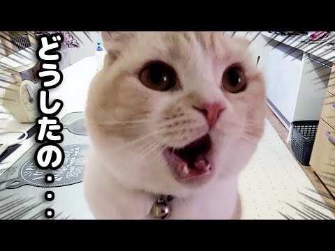 突然、キッチンでフリーズしてしまった猫に何が…