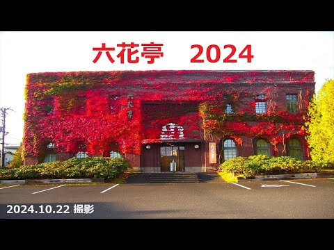 【六花亭】六花亭福住店の紅葉　２０２４