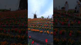 Tulips in Osaka Japan at the Tsurumi Ryokuchi Park#osaka #osakatrip #osakatravel #insta360