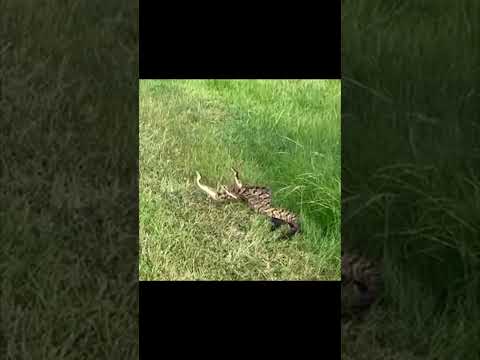 3 RATTLESNAKES FIGHTING!